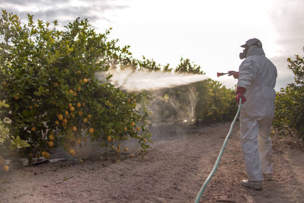 Best Wasp Removal Services  in New Fairview, TX