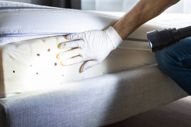 Best Bed Bug Extermination  in New Fairview, TX