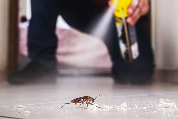 Best Best Pest Control Companies  in New Fairview, TX