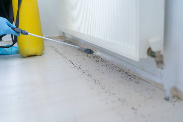 Best Pest Control for Restaurants  in New Fairview, TX