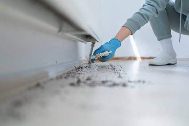 Best Emergency Pest Control  in New Fairview, TX